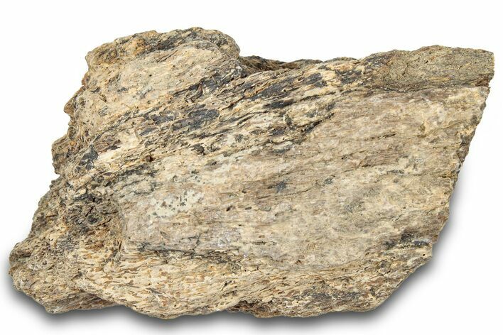 Dinosaur (Triceratops) Frill Shield Section - Montana #321978